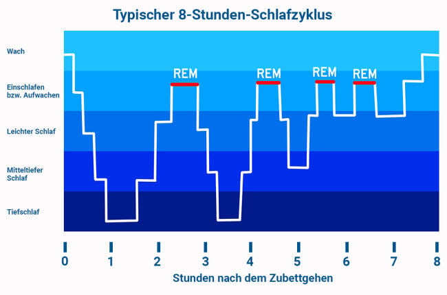 Typischer 8-Stunden-Schlafzyklus